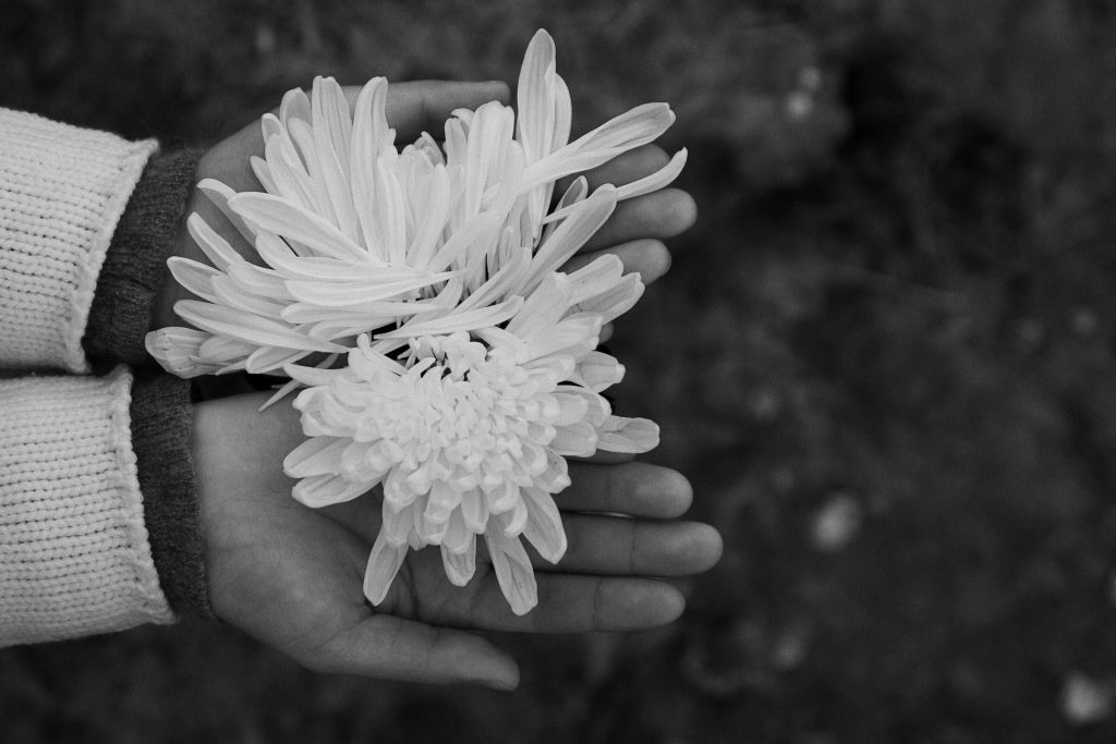 Black and white close-up of hands gently holding white chrysanthemums, evoking a sense of delicacy.